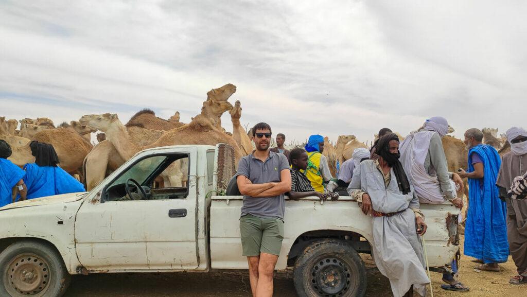 Camel market in Nouakchott