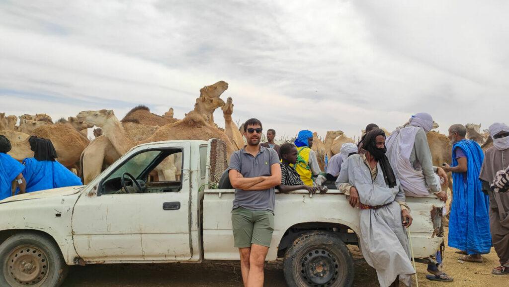 Camel market in Nouakchott 