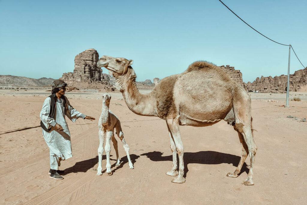 Camel farm in Tabouk