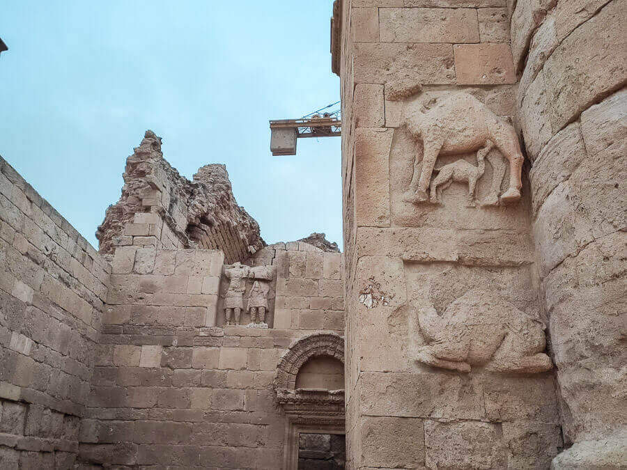 camels in Hatra