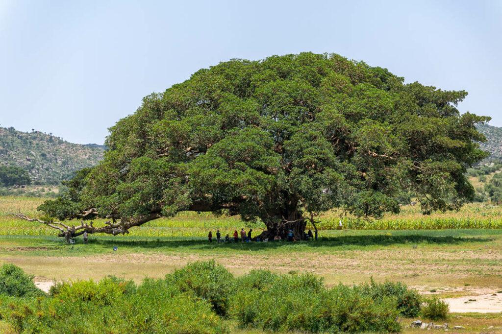 Beautiful sycamore in Eritrea