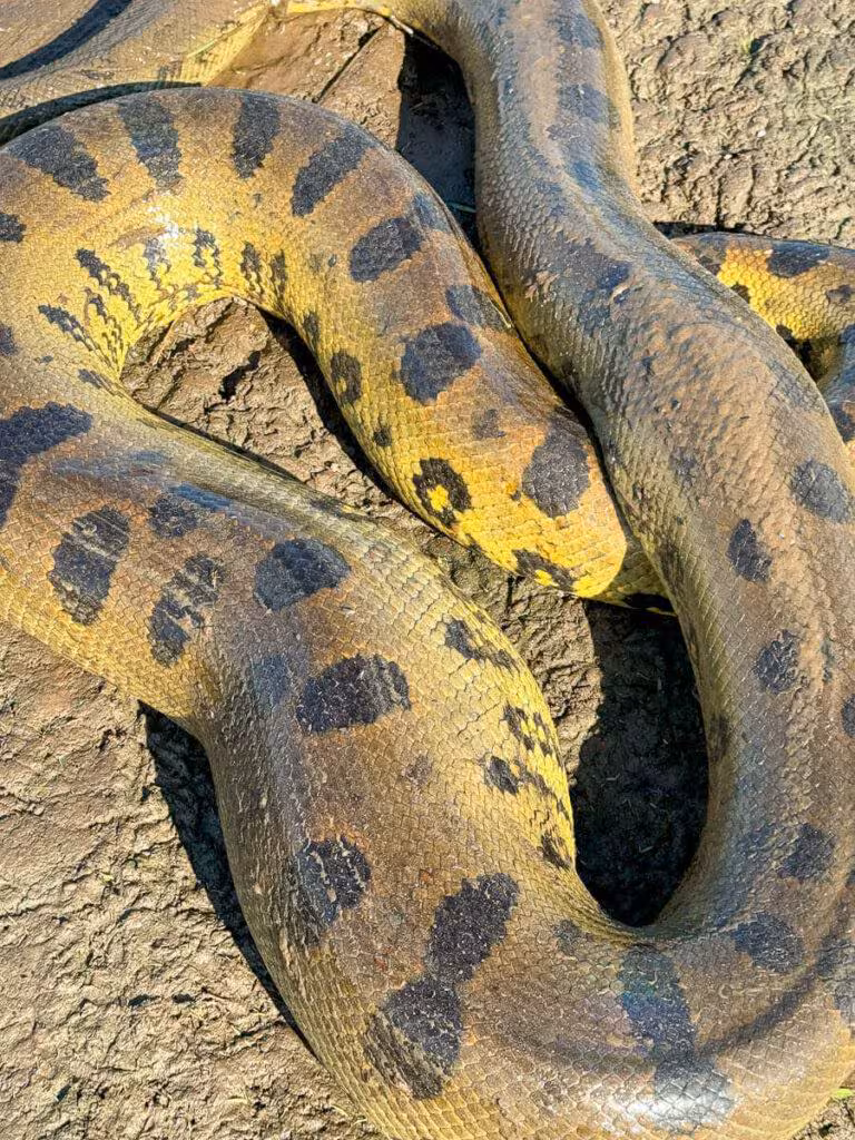Anaconda safari Los Llanos